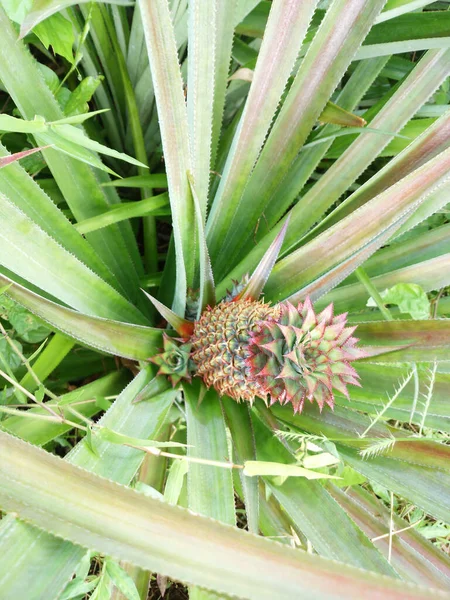 Vertical Shot Growing Pineapple Long Green Leaves — Stock Photo, Image