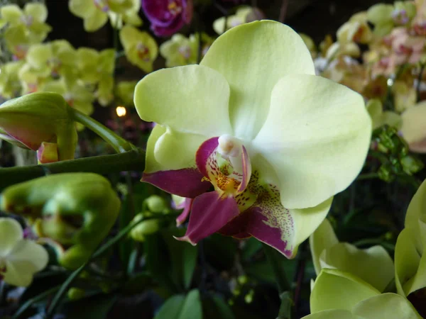 Tiro Close Orquídea Falaenopsis Branca — Fotografia de Stock