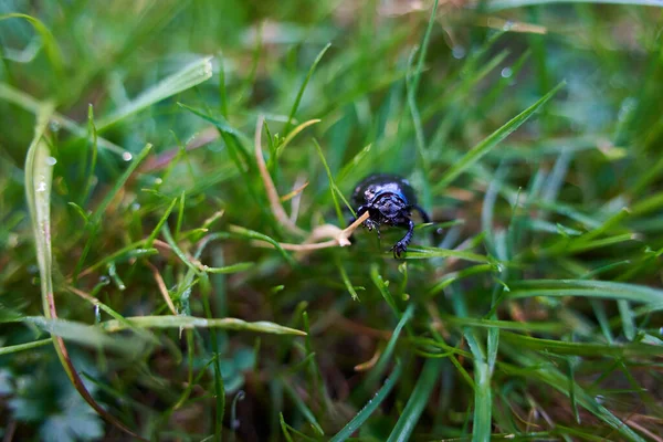 茎には露と緑の草原に黒いビートルのクローズアップショットがかかっています — ストック写真