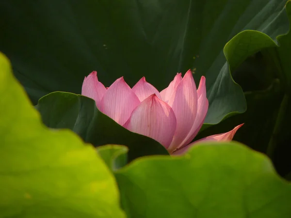 Gros Plan Fleur Lotus Rose — Photo