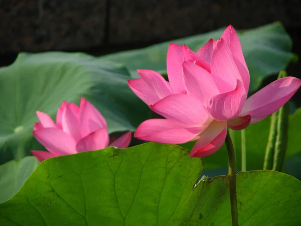 Gros Plan Lotus Dans Étang — Photo