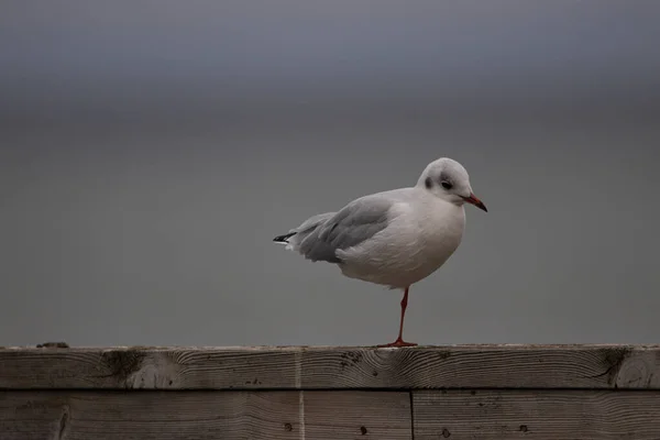 Managed Take Picture One Legged Hartlaub Gull Youngster Standing Alone — Stock Fotó
