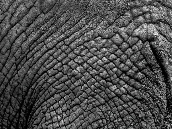 Lovitură Closeup Piele Elefant — Fotografie, imagine de stoc