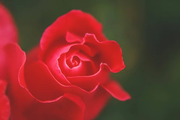 一只可爱的玫瑰在阳光下的特写 — 图库照片
