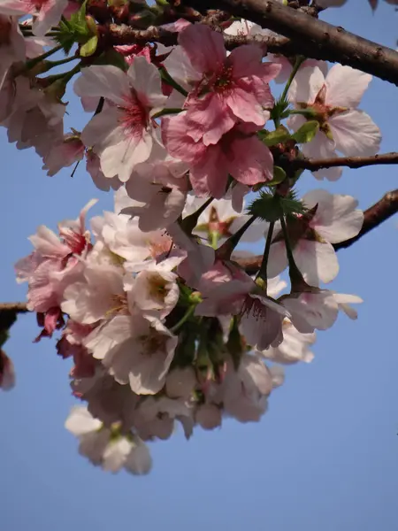 Selektywne Ujęcie Ostrości Pięknych Kwiatów Wiśni Ciągu Dnia — Zdjęcie stockowe