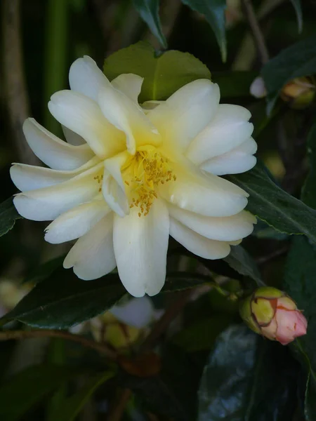 一朵白色茶花的垂直拍 — 图库照片