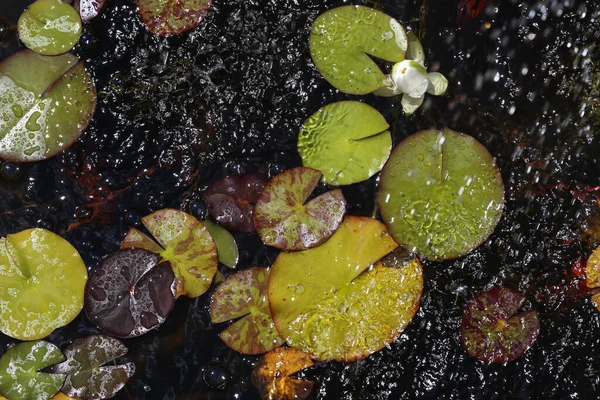 Una Toma Aérea Hermosas Flores Lirio Agua Floreciendo Agua —  Fotos de Stock