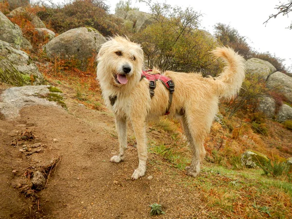 Une Vue Envoûtante Adorable Chien Dans Les Montagnes — Photo