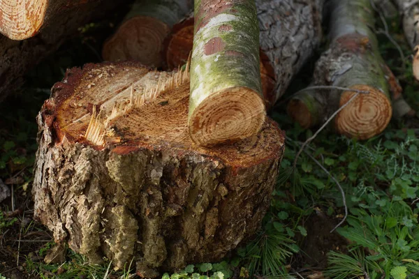 Eine Nahaufnahme Von Einem Haufen Baumstämme — Stockfoto