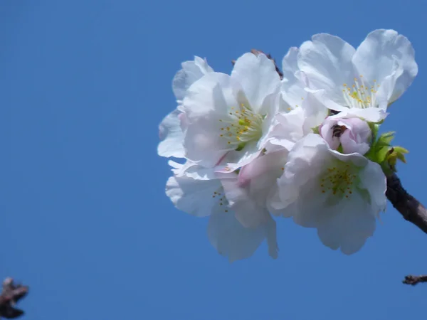 Çiçekli Beyaz Bir Kiraz Ağacının Yakın Çekimi — Stok fotoğraf