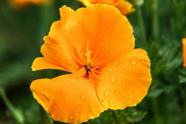 Макрознімок Жовтої Квітки Ехолосія Краплями Розмитому Тлі — стокове фото