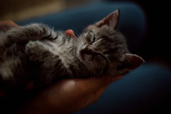 Een Bovenste Uitzicht Opname Van Een Schattige Katje Rustend Handen — Stockfoto