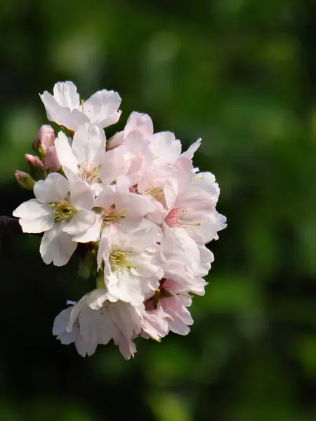 Een Selectieve Focus Shot Van Mooie Kersenbloesems Overdag — Stockfoto