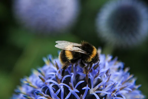 Eine Großaufnahme Einer Biene Auf Der Blume — Stockfoto