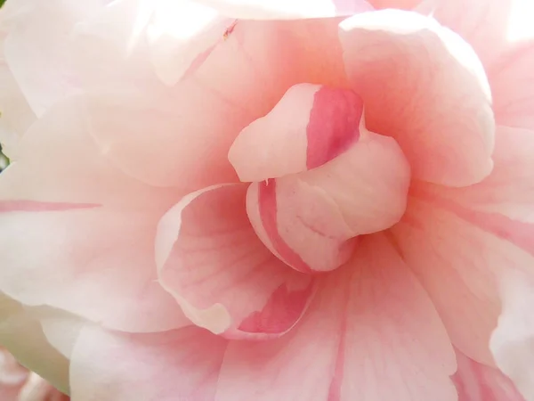Closeup Shot Light Pink Petals Camellia Flower — Stock Photo, Image