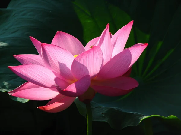 Selektiv Fokusbild Vackra Rosa Lotus Omgiven Grönska — Stockfoto