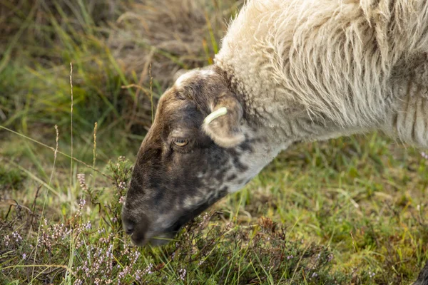 Primo Piano Una Testa Una Pecora Pascolo Nel Campo Brughiera — Foto Stock