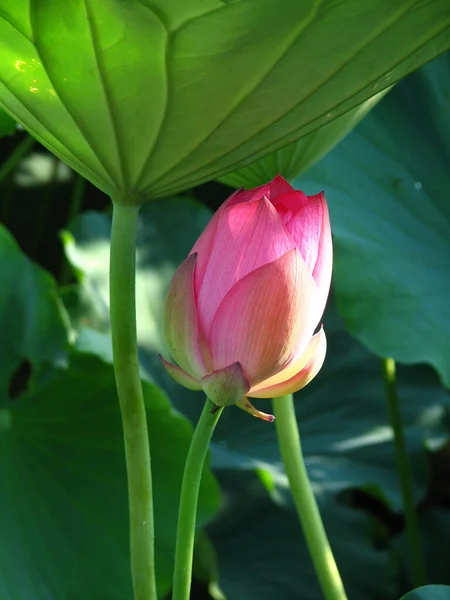 Selektiv Fokusbild Vackra Rosa Lotus Omgiven Grönska — Stockfoto