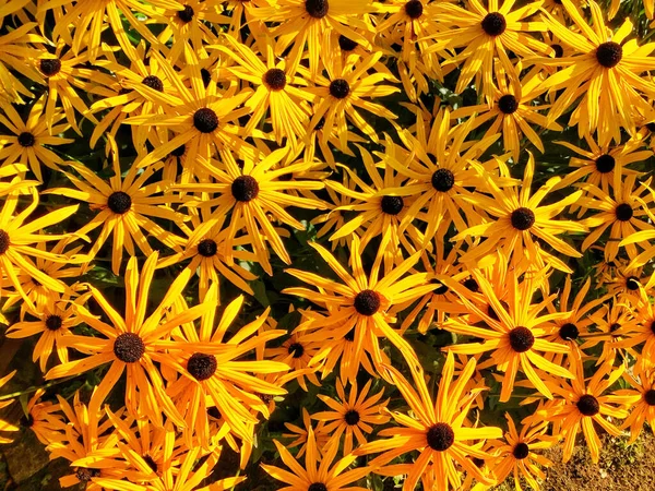 Возвышенный Вид Цветущие Рудбекские Цветы — стоковое фото