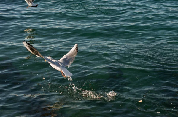 Uma Bela Vista Das Gaivotas Sobre Sobre Água Mar — Fotografia de Stock