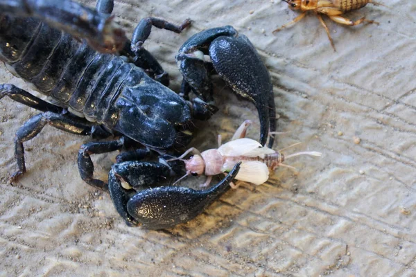 Kumda Böcek Avlayan Bir Kara Akrebin Iyi Görüntüsü — Stok fotoğraf