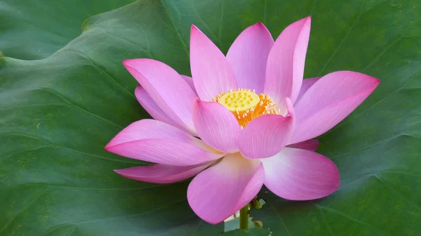 Closeup Pink Lotus Flowers Pond Daytime — Stock Photo, Image
