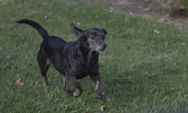 公園を走る黒いラブラドール犬 — ストック写真