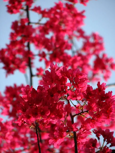 Plano Vertical Flores Color Rosa Brillante Las Ramas Los Árboles — Foto de Stock