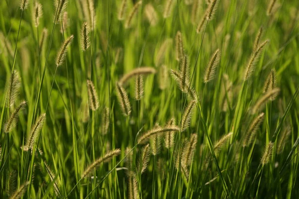 Silhouette Sweet Vernal Grass — Stock Photo, Image