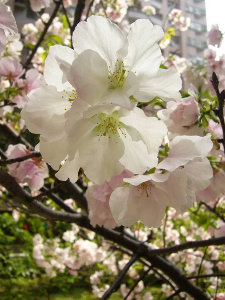 Tiro Hipnotizante Uma Macieira Flor — Fotografia de Stock