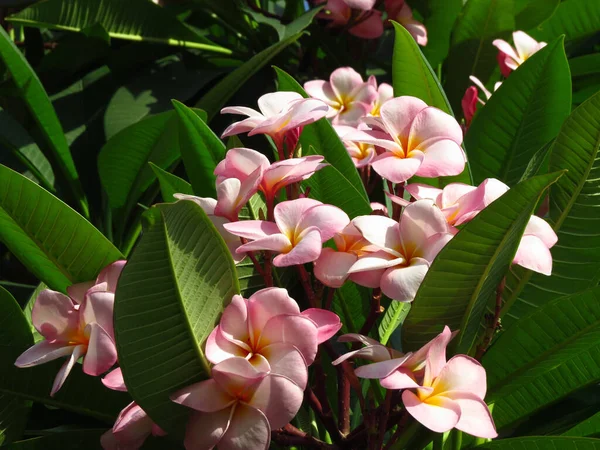 Closeup Shot Frangipani — Stock Photo, Image