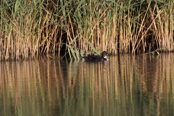 一只野鸭在芦苇附近的湖中游泳 — 图库照片