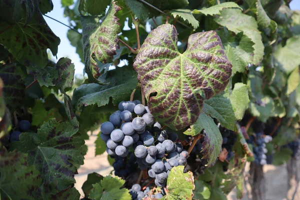 Primer Plano Uvas Maduras Las Vides Que Crecen Viñedo —  Fotos de Stock