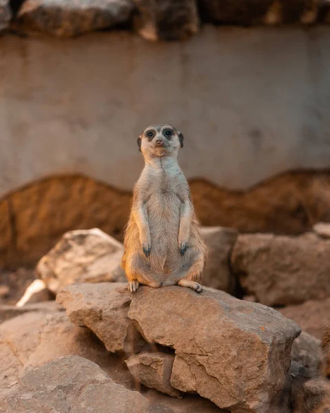 Een Verticaal Schot Van Een Enkele Mangoest Rustig Zittend Een — Stockfoto