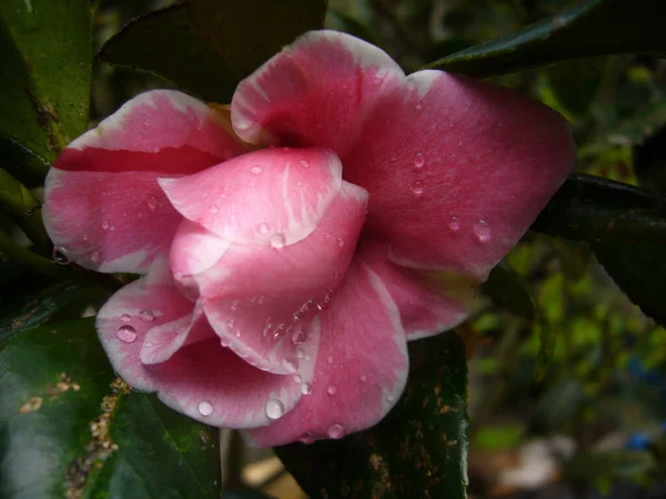 Een Close Shot Van Roze Camellia Roos Bloem — Stockfoto