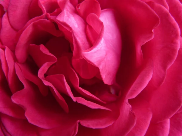 Una Macro Toma Una Hermosa Rosa Rosa — Foto de Stock