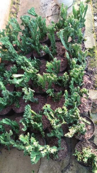 Eine Aufnahme Aus Dem Hochwinkel Von Pflanzen Die Garten Wachsen — Stockfoto