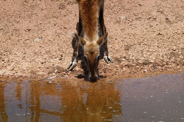 Closeup Shot Deer Drinking Water — Stock Photo, Image