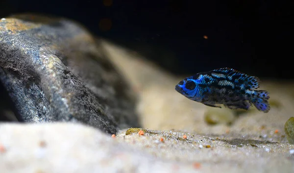 Tiro Foco Seletivo Ciclídeo Azul Preto Dentro Aquário — Fotografia de Stock