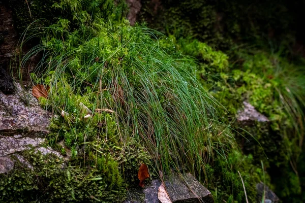 德国黑森林奥佩瑙万圣瀑布中生长的绿色植物特写 — 图库照片