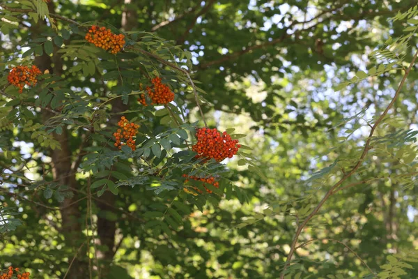 Shot Closeup Fructe Padure Rowan Rowan Ramurile Copacilor Rowan — Fotografie, imagine de stoc