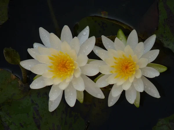Дві Красиві Білі Водяні Лілії Ставку — стокове фото