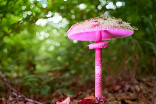 Крупним Планом Рожевий Гриб Лісовій Землі — стокове фото