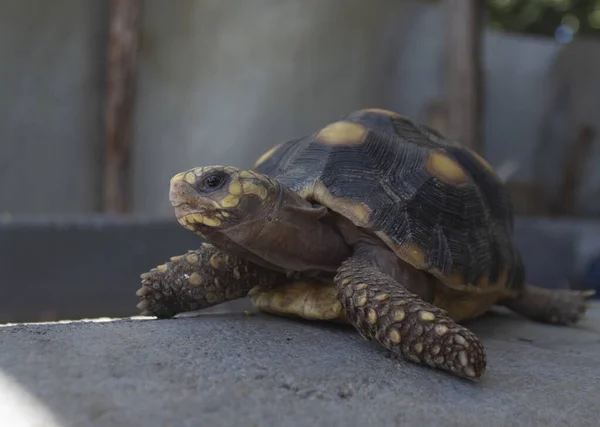 Closeup Shot Turtle Park — Stock Photo, Image