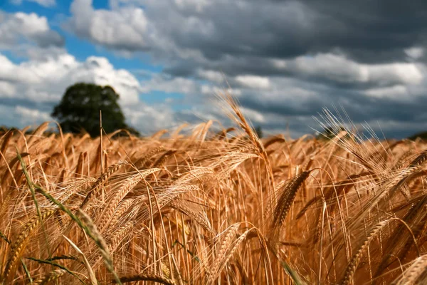 Прекрасный Выстрел Пшеничного Поля Облачным Небом — стоковое фото