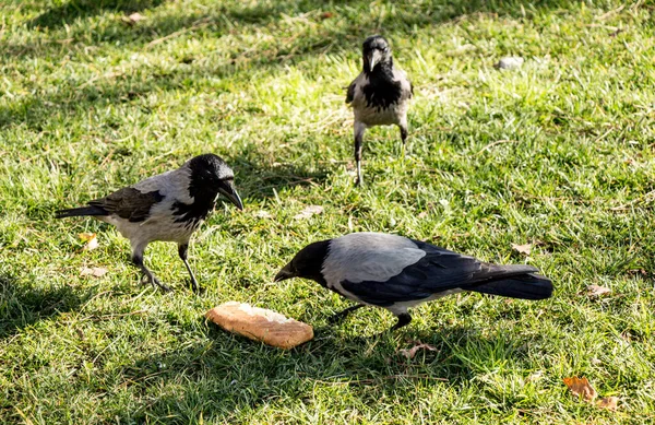 Flock Pigeons Eating Bread Park — Stock Photo, Image