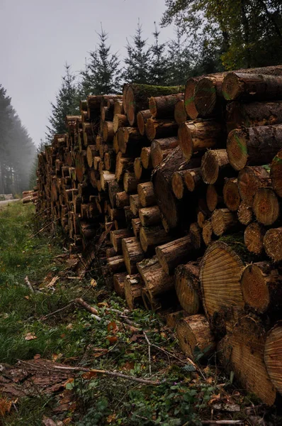 Vertikal Bild Hög Mossiga Virke — Stockfoto