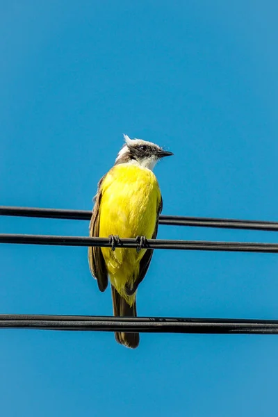 Una Macro Toma Pájaro Canario Una Línea Eléctrica —  Fotos de Stock