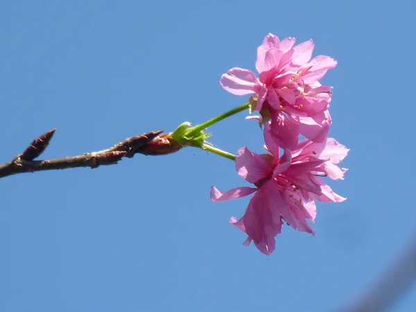 Mavi Gökyüzü Arka Planında Pembe Kiraz Çiçeğinin Yakın Plan Çekimi — Stok fotoğraf