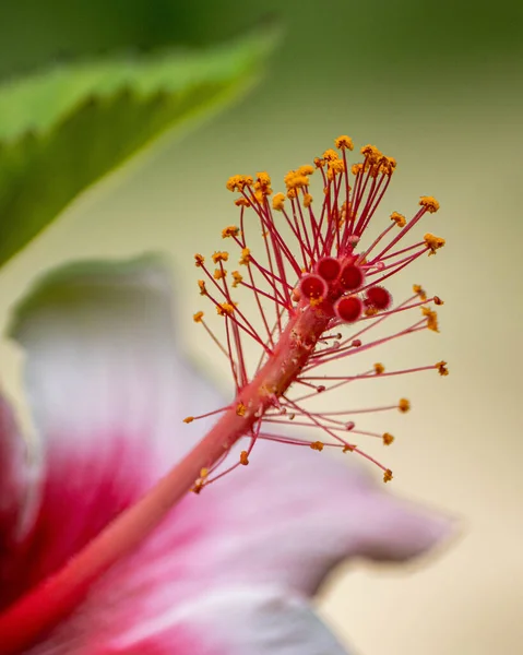 꽃송이의 거무스름 — 스톡 사진